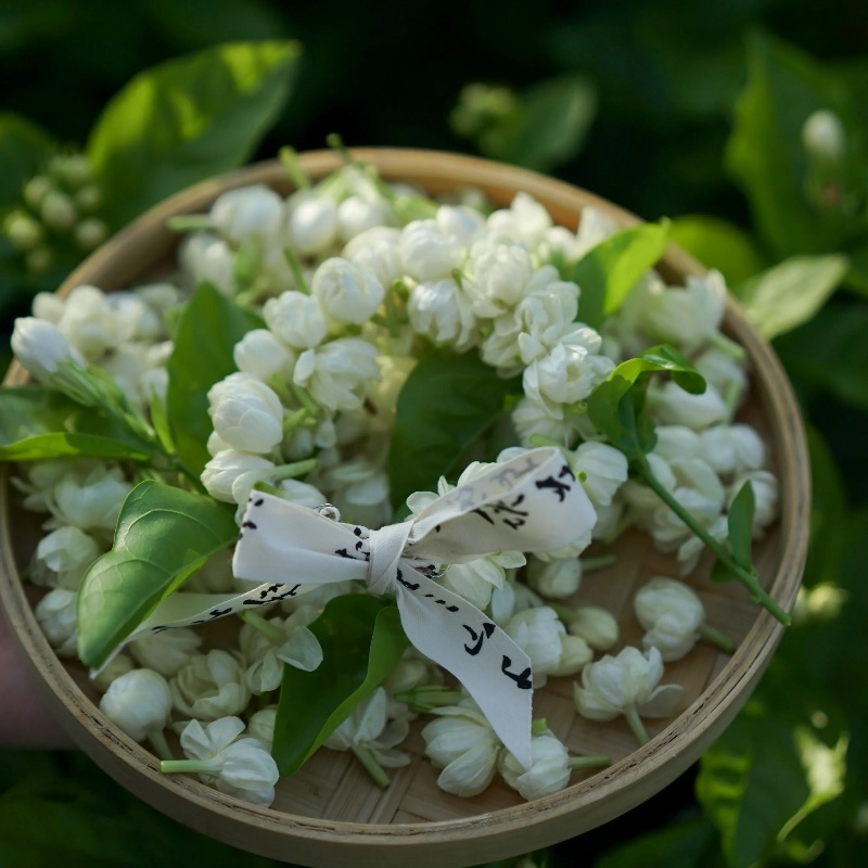 benefits of jasmine tea