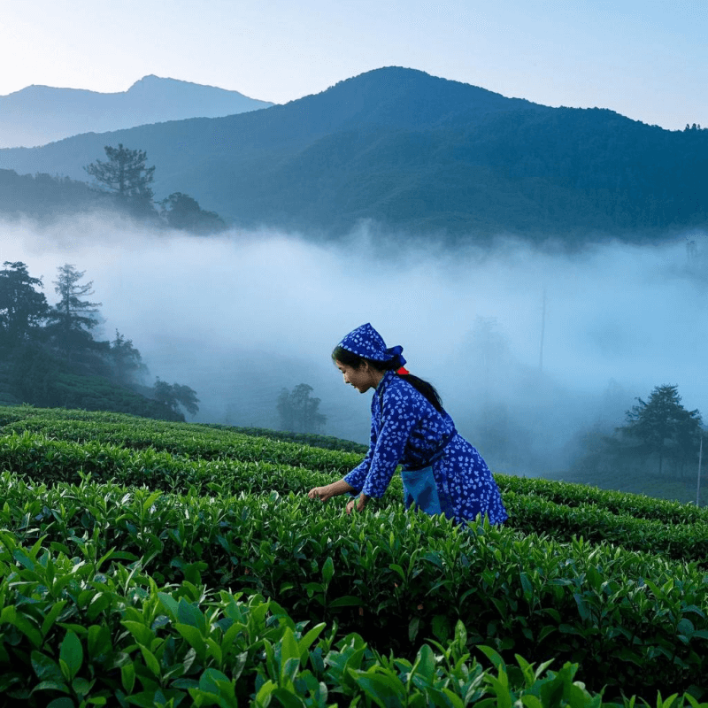 A scenic high mountain tea garden in Taiwan shrouded in morning mist, showcasing hand-picked tea leaves that highlight the delicate and floral Oolong Tea Flavor characteristic of high-altitude cultivation.